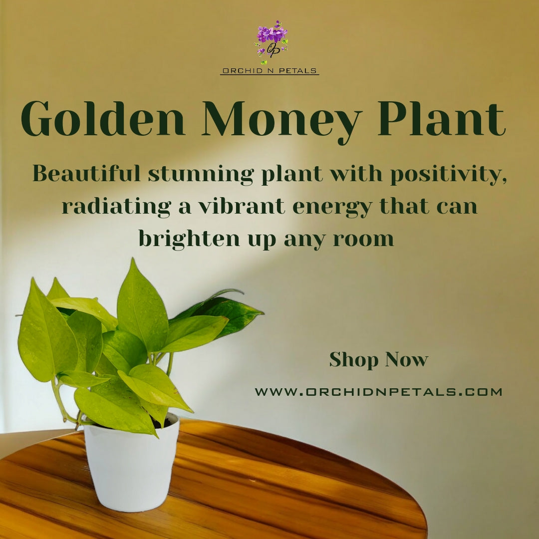 Golden Money Plant