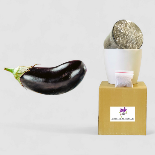 Brinjal (Gardening DIY Kit)