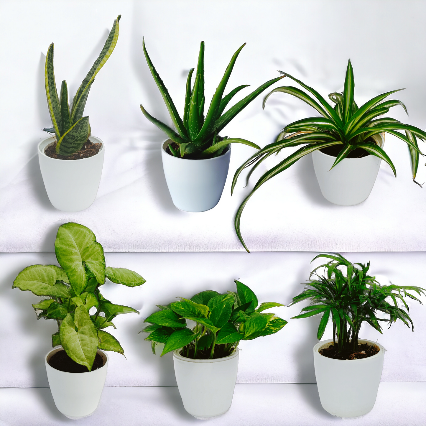 Best Home & Office Pot Plants Pack | Set of 6