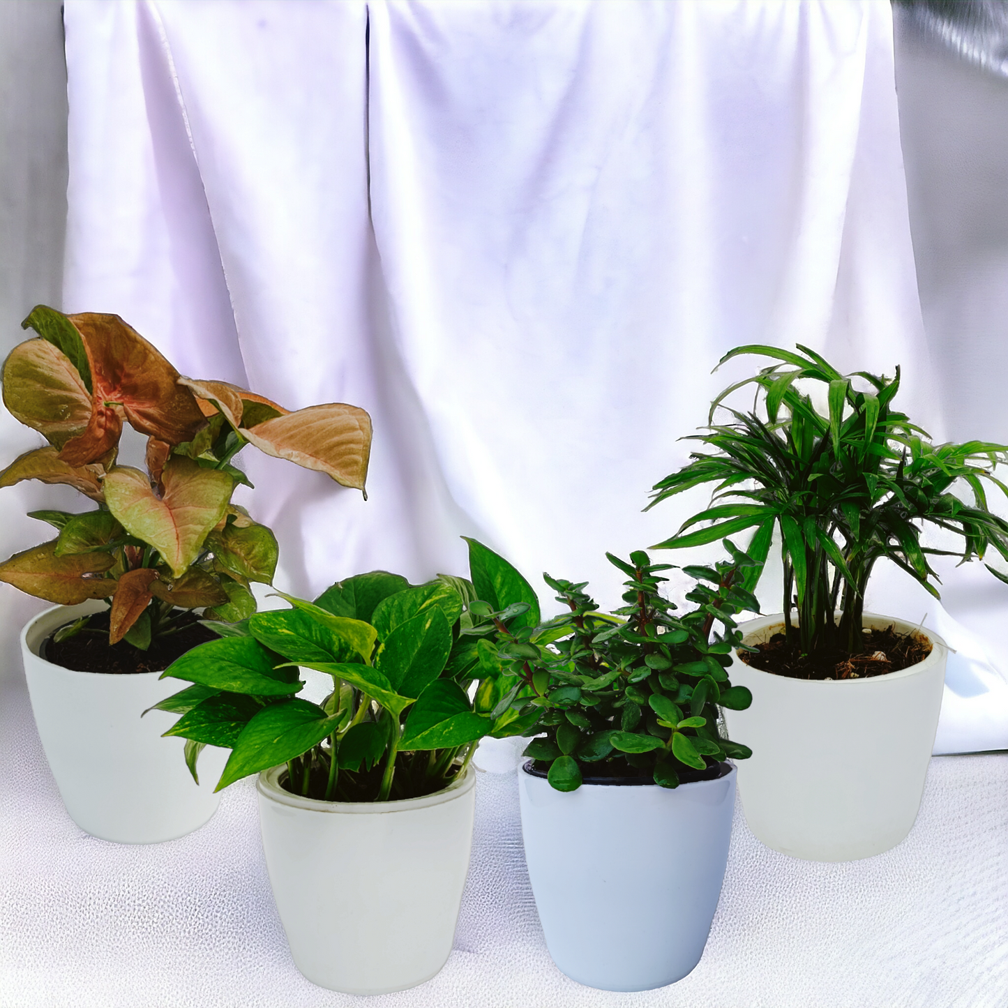 Beautiful Air Purifying Pot Plants | Set of 4