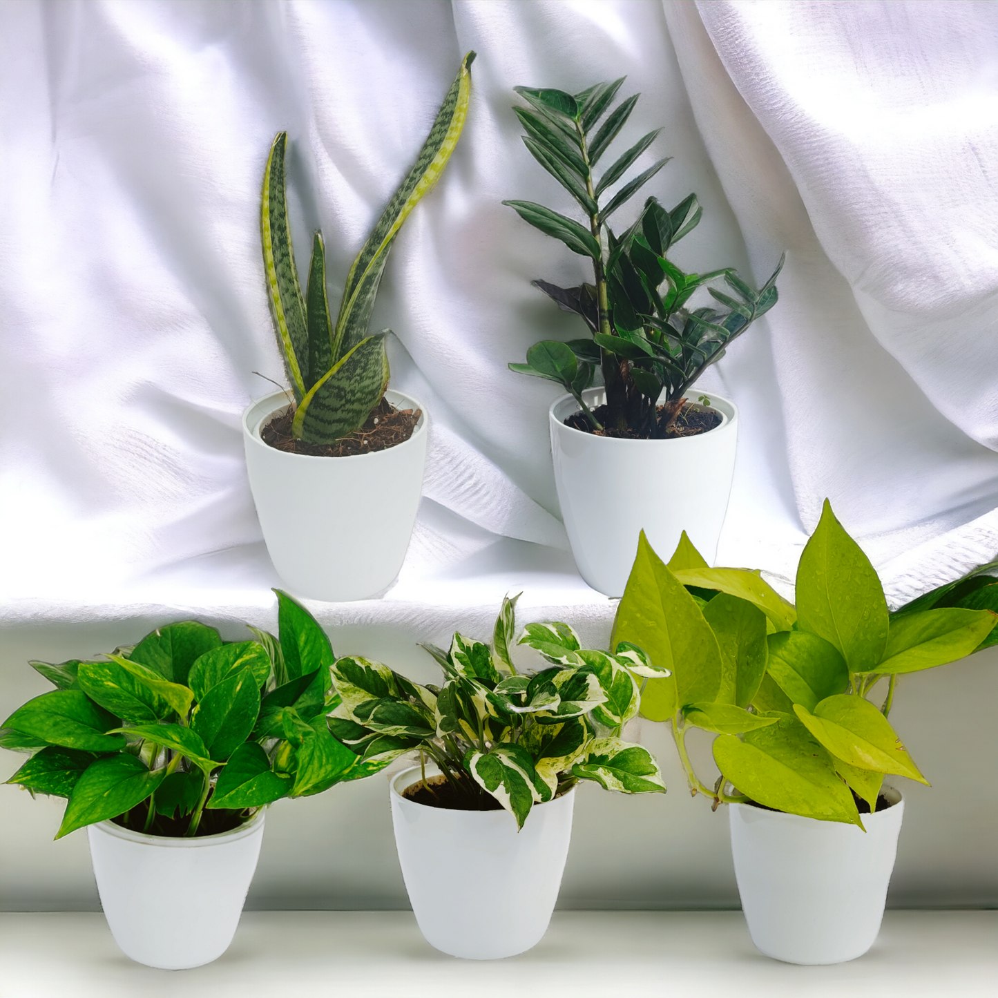 Recommended Indoor Plants Set of 5