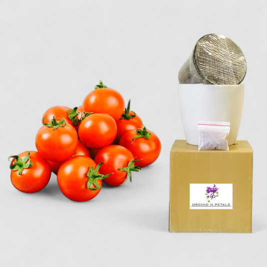 Cherry Tomato (Gardening DIY Kit)