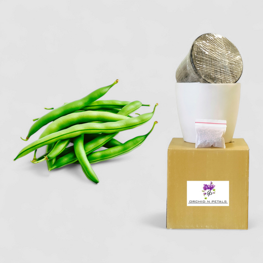 Cluster Beans (Gardening DIY Kit)