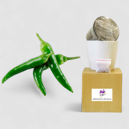 Green Chilli (Gardening DIY Kit)