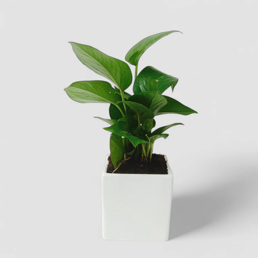 Green Money Plant with Ceramic Pot