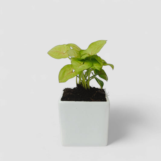 Green Syngonium Plant with Ceramic Pot