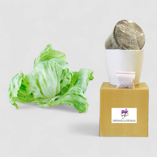 Lettuce Iceberg (Gardening DIY Kit)