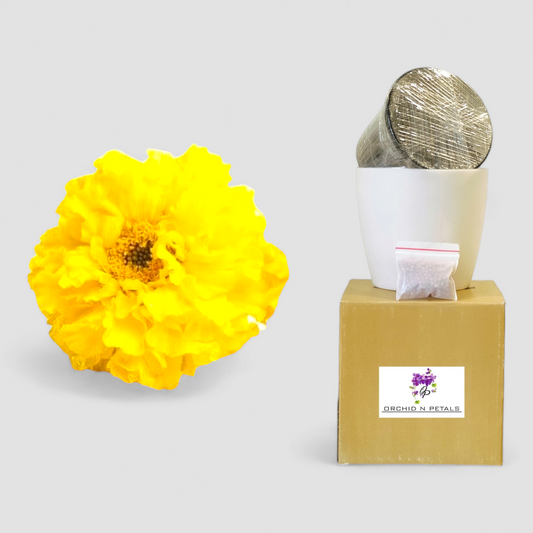 Marigold Yellow (Gardening DIY Kit)