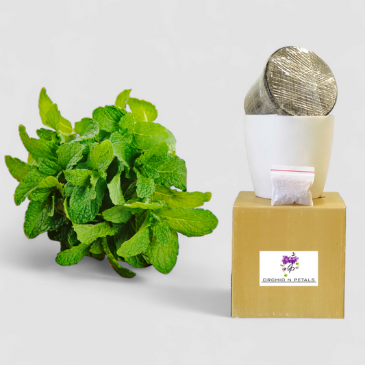 Mint (Gardening DIY Kit)