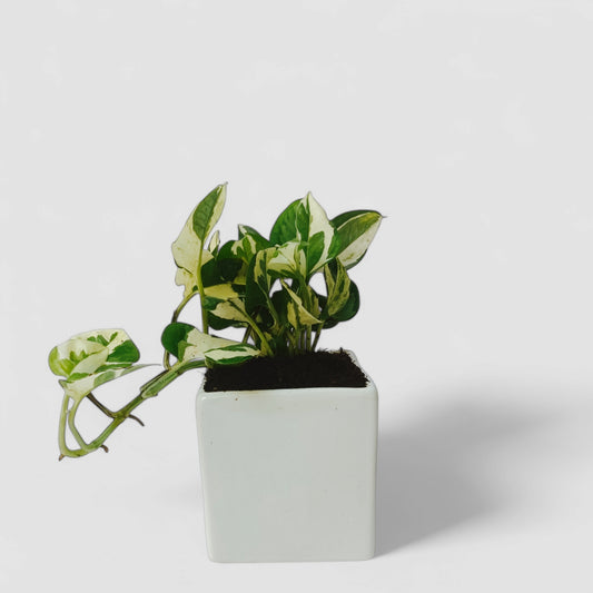 N'Joy Money Plant with Ceramic Pot