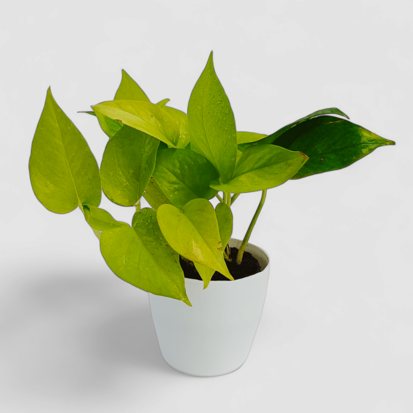 Golden Money Plant