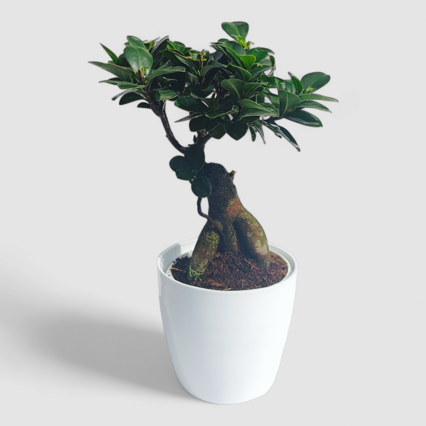 Ficus Bonsai Plant