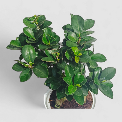 Ficus Bonsai Plant