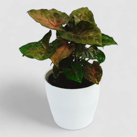 Syngonium Bronze Plant