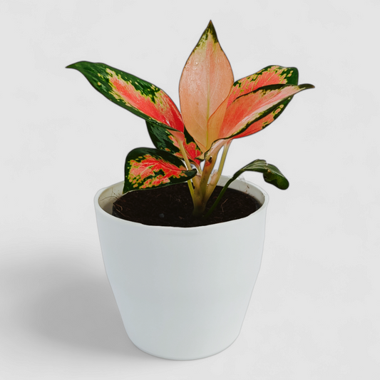 Aglaonema Pink Plant