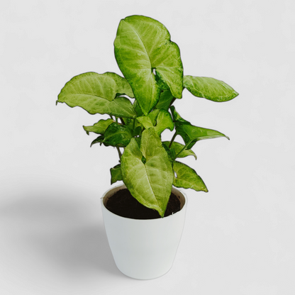 Green Syngonium Plant