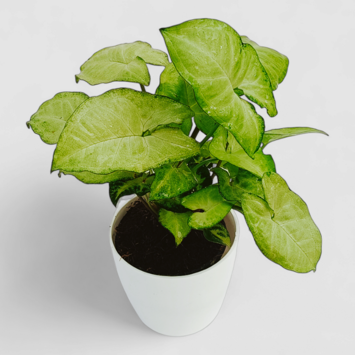 Green Syngonium Plant