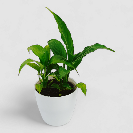 Peace Lily Plant (Without Flower)