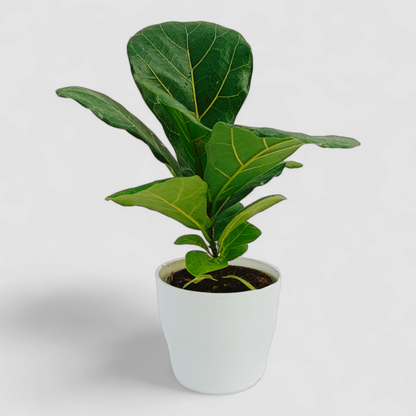 Fliddle Leaf Fig Plant