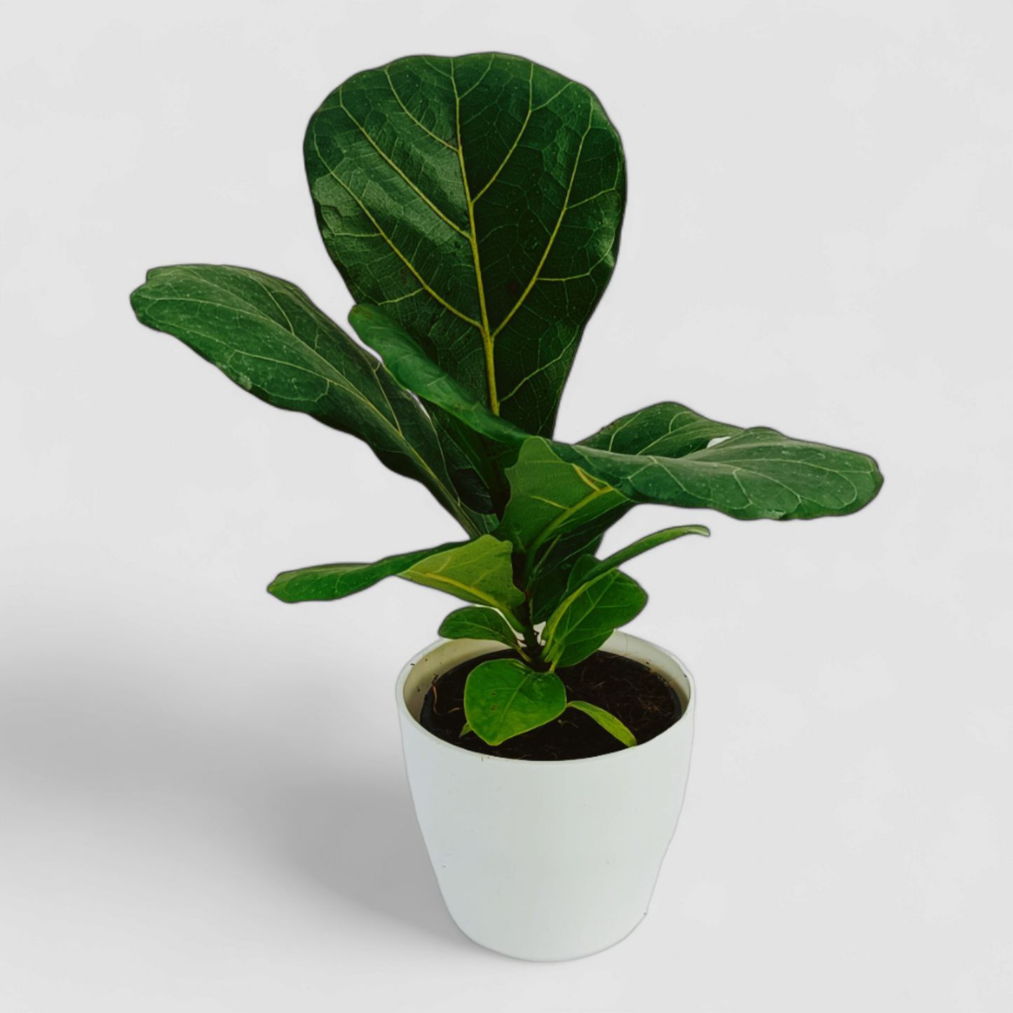 Fliddle Leaf Fig Plant