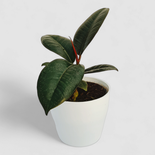 Rubber Plant