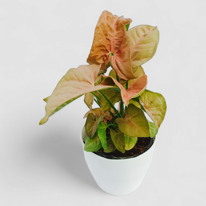 Pink Syngonium Plant