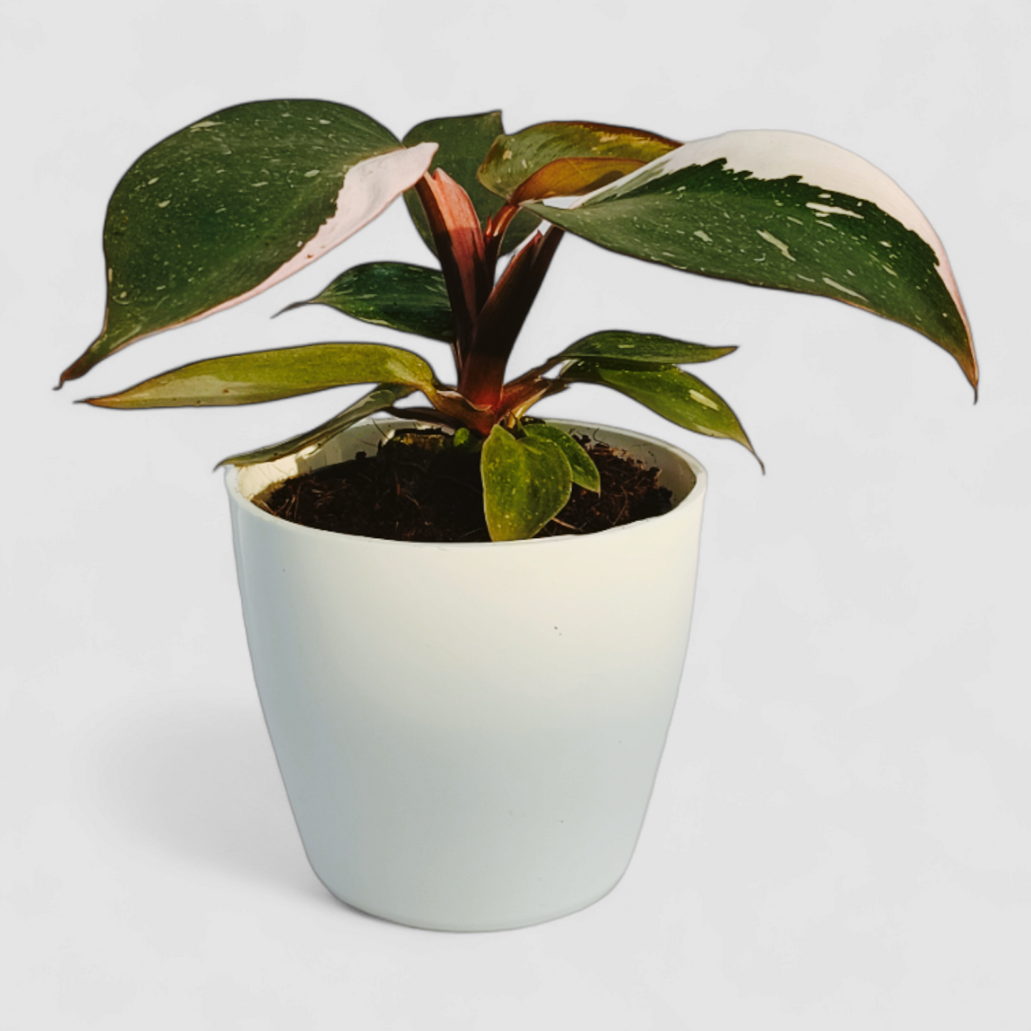 Philodendron Erubescens - Pink Princess Plant