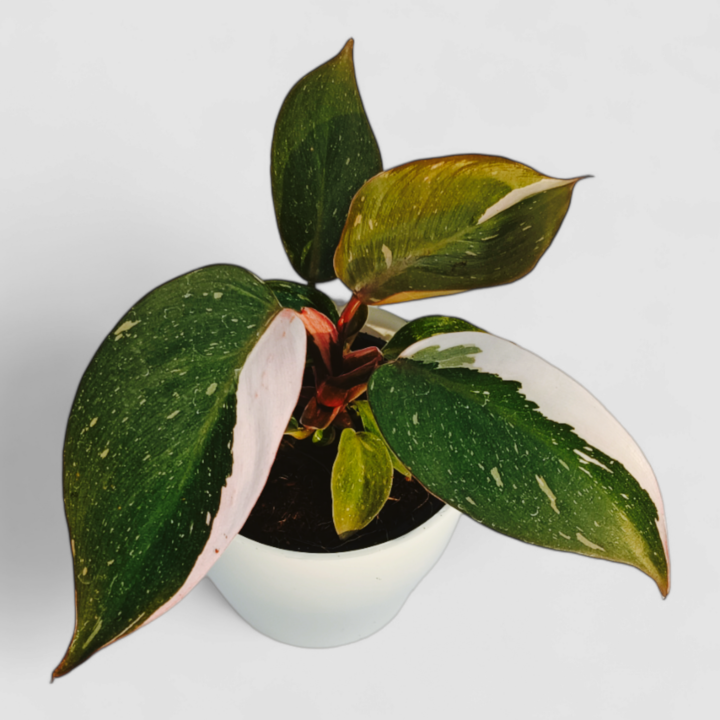 Philodendron Erubescens - Pink Princess Plant