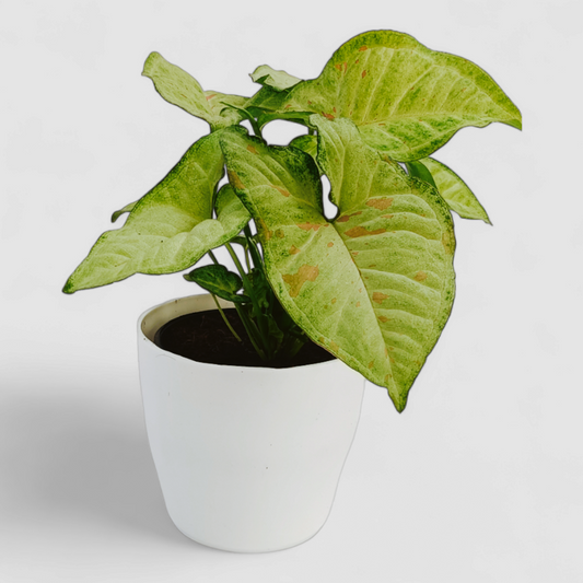 Green Syngonium Plant with Pink Dots