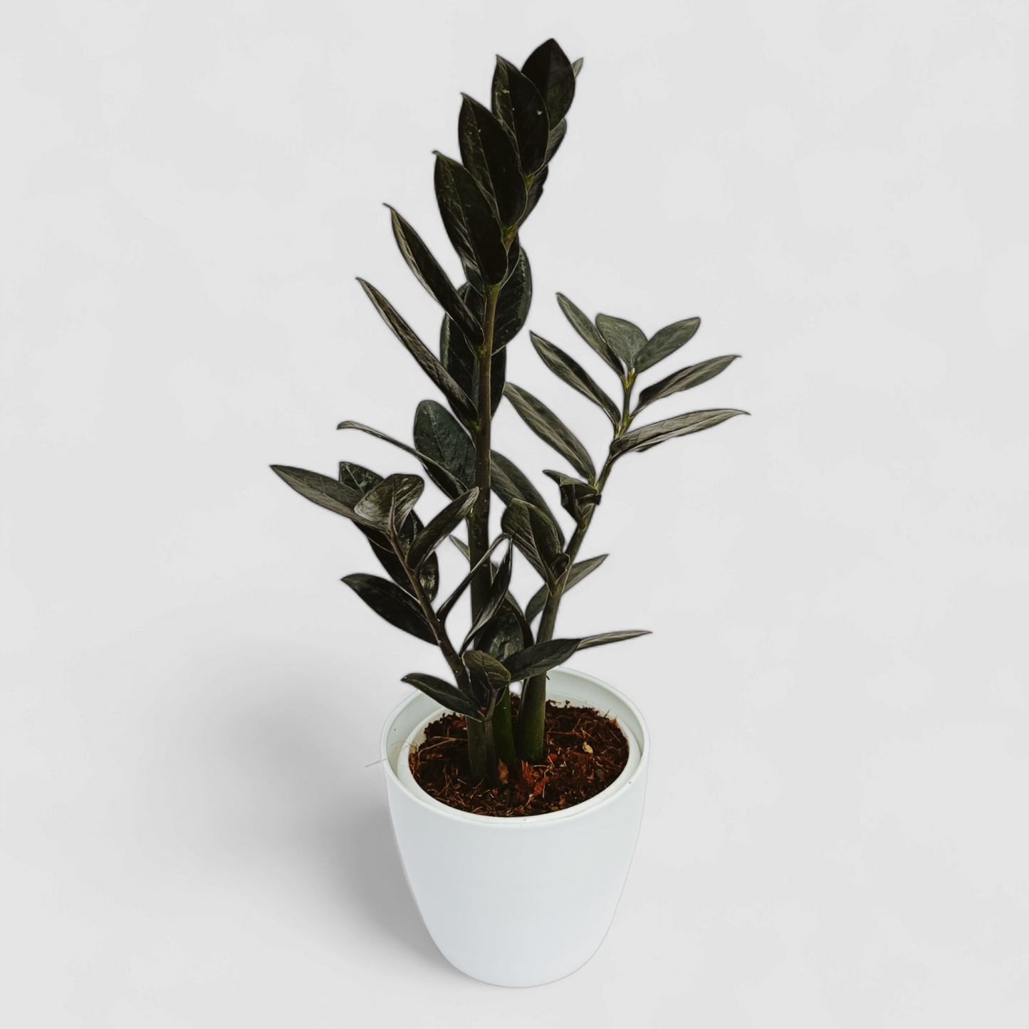 Zamioculcas Zamiifolia, ZZ Plant (Black)