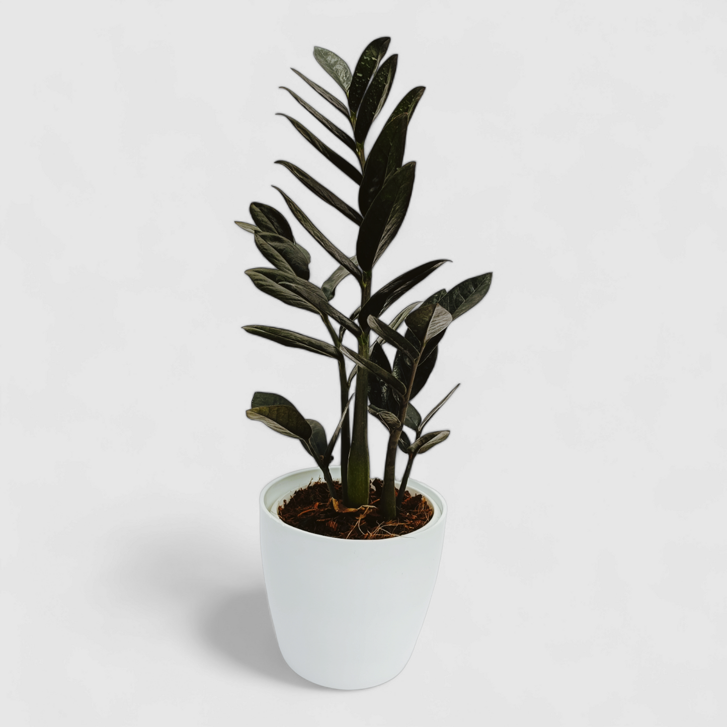 Zamioculcas Zamiifolia, ZZ Plant (Black)