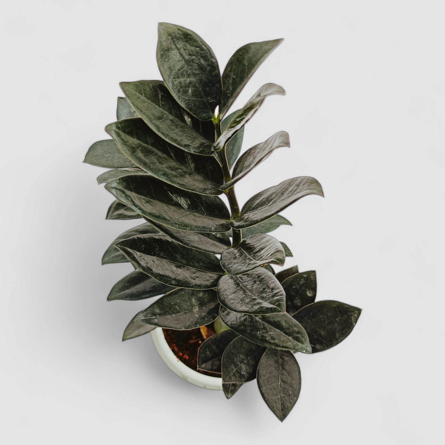 Zamioculcas Zamiifolia, ZZ Plant (Black)