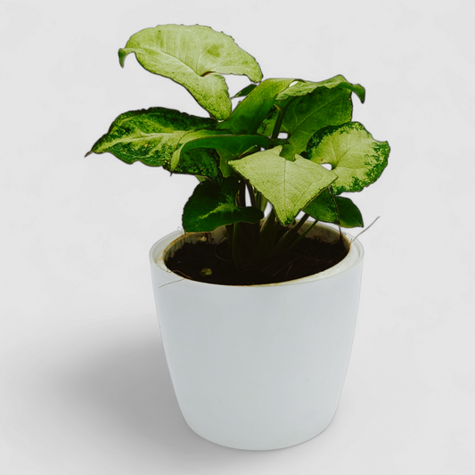 Syngonium Pixie Plant