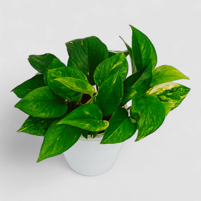 Green Money Plant