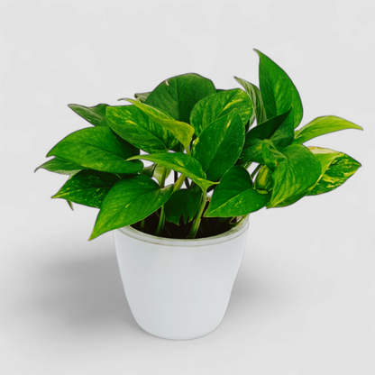 Green Money Plant