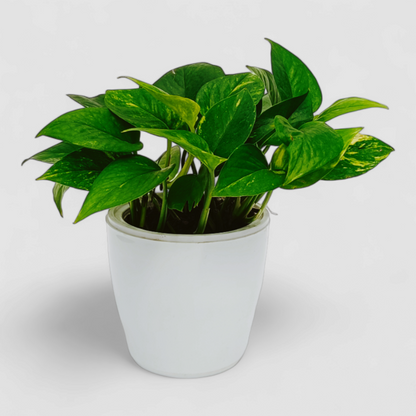 Green Money Plant