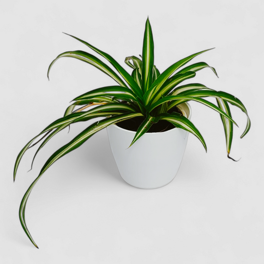 Spider Plant