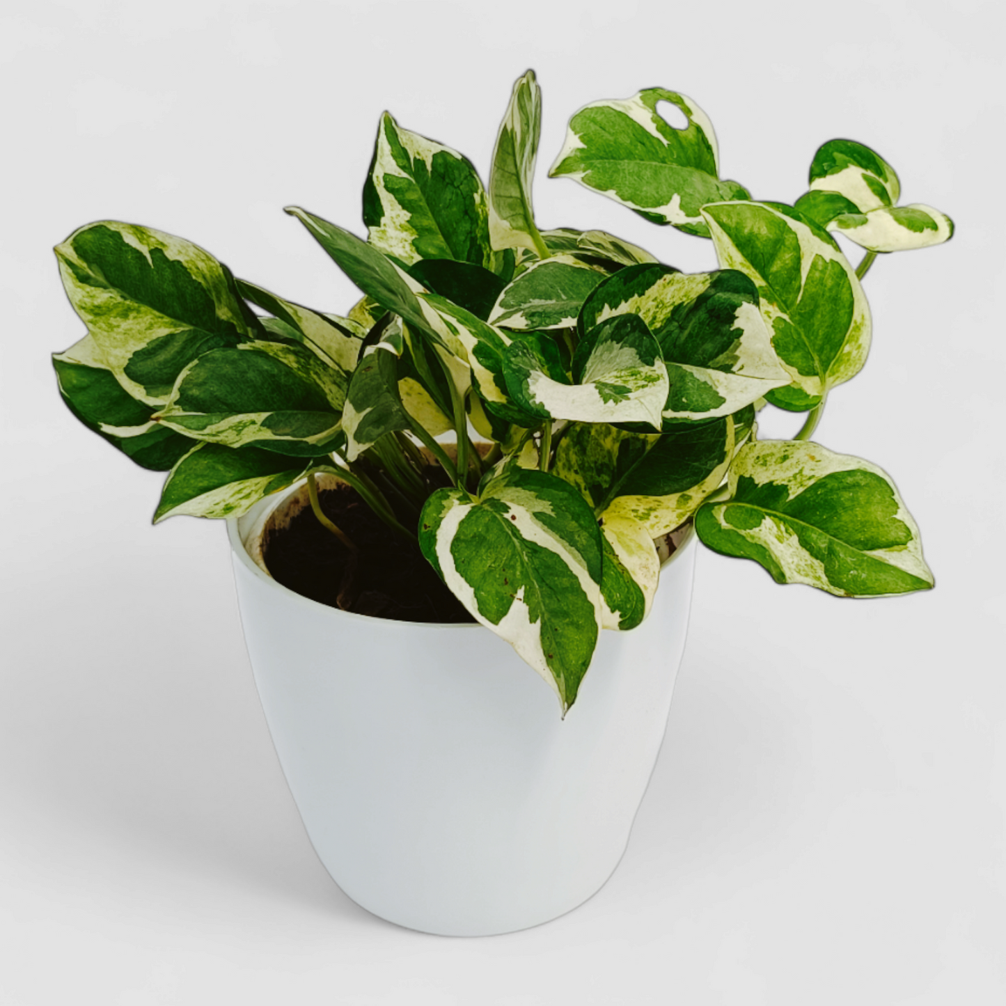 N'Joy Money Plant