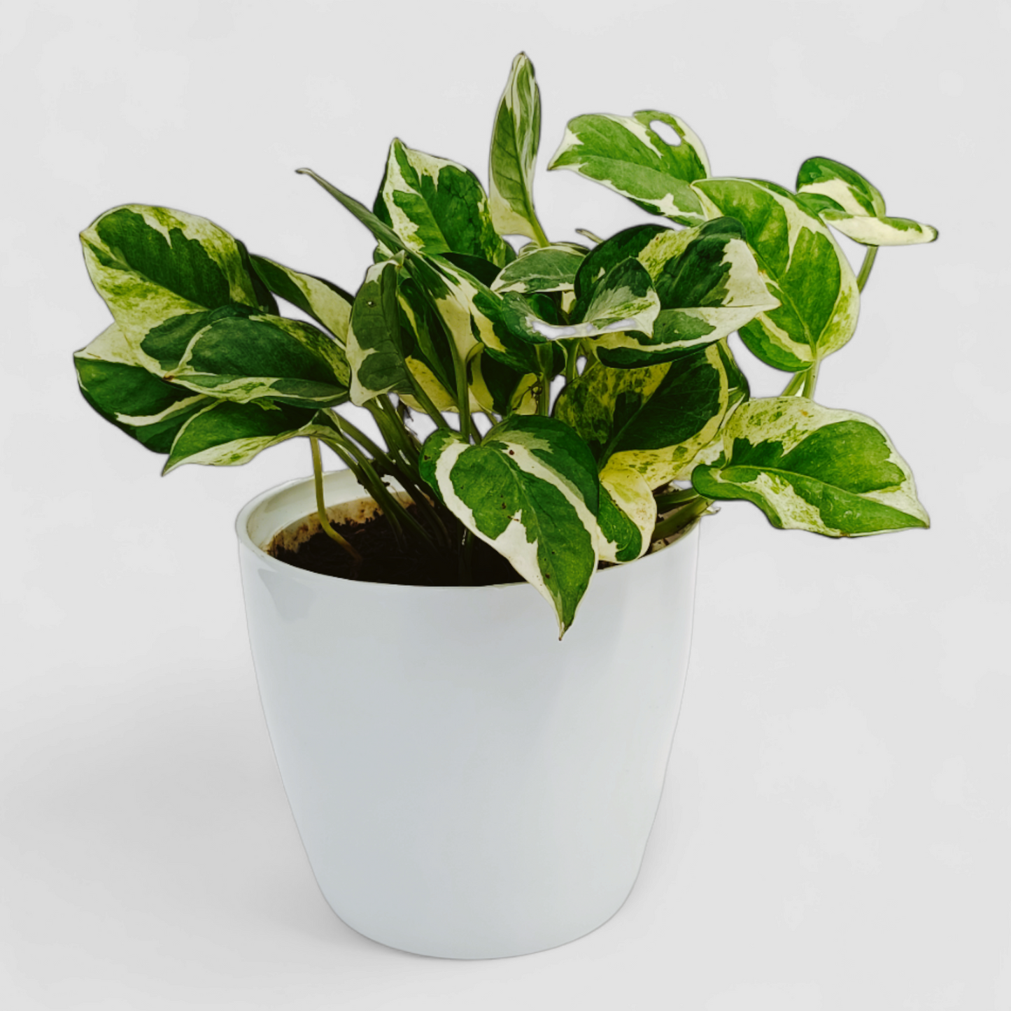 N'Joy Money Plant