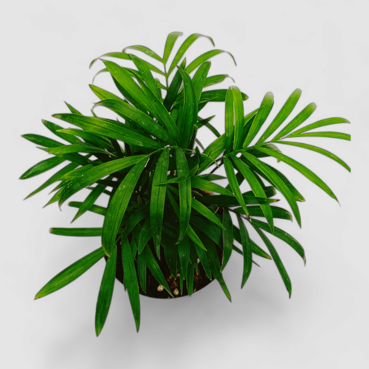 Areca Palm Plant