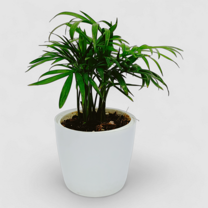 Areca Palm Plant