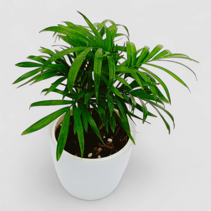 Areca Palm Plant