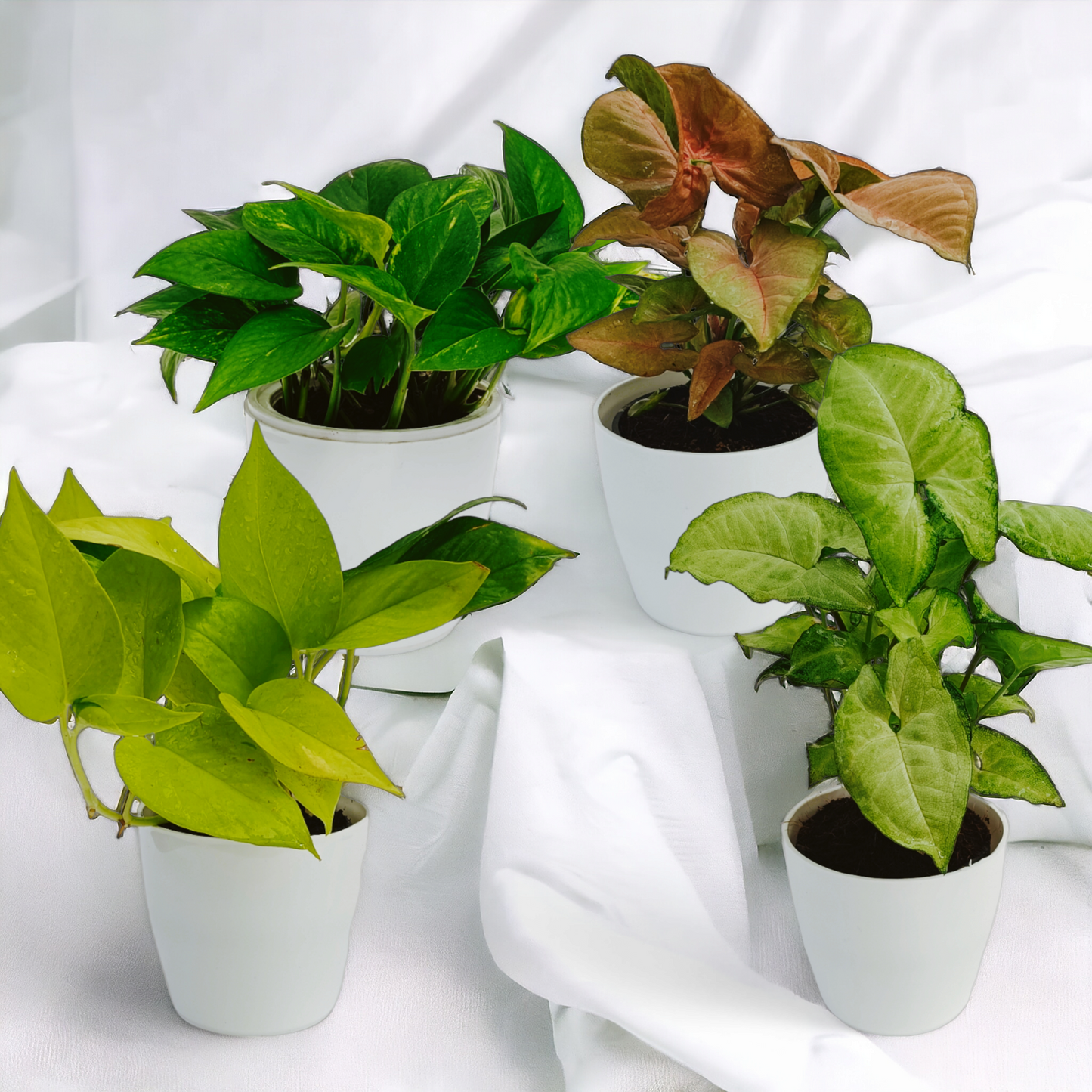 Money Plant & Syngonium Plant | Set Of 4