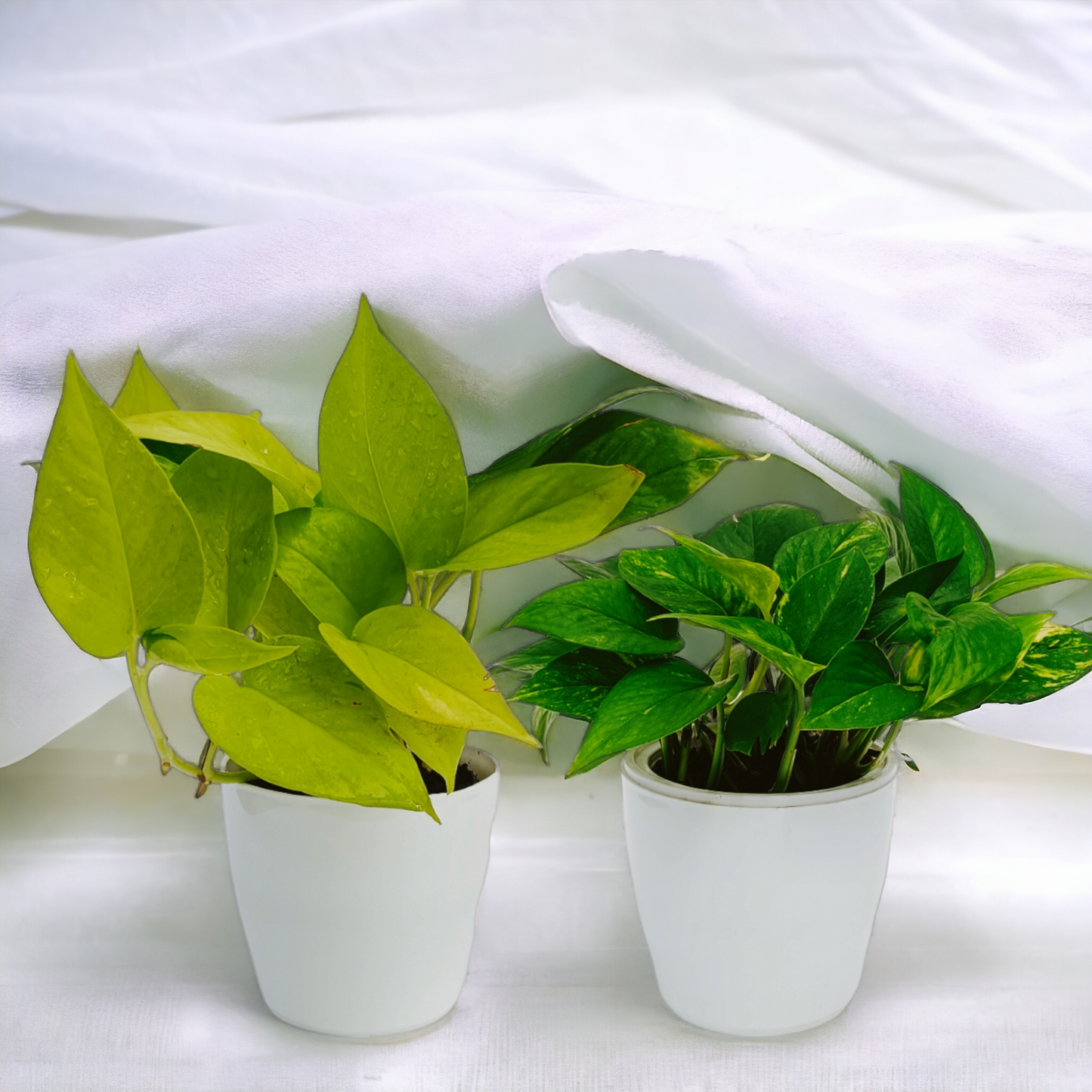 Money Plants | Set of 2