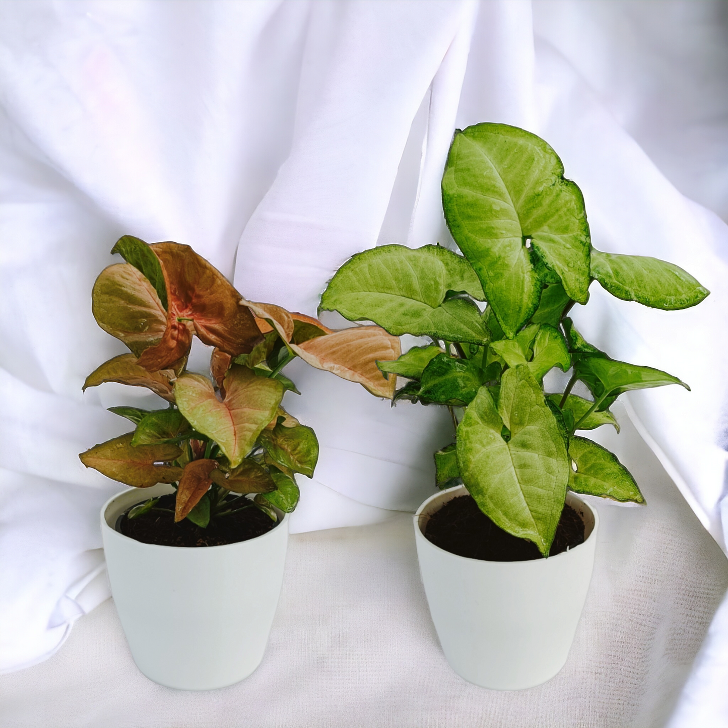 Syngonium Plants | Set of 2