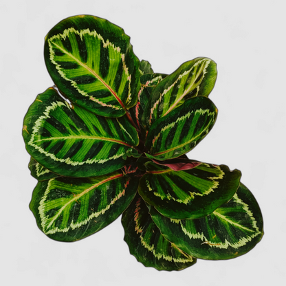 Calathea Roseopicta Illustris Plant