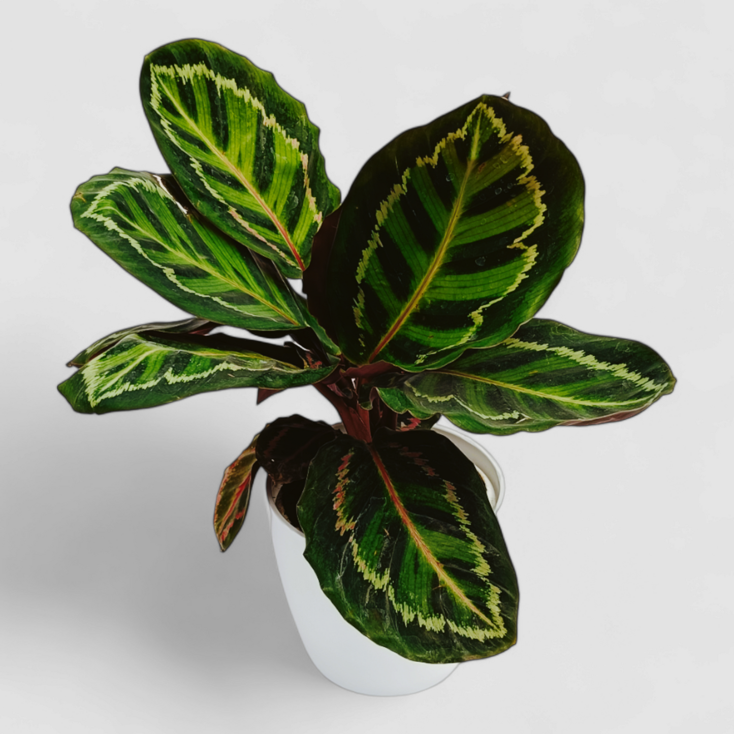 Calathea Roseopicta Illustris Plant