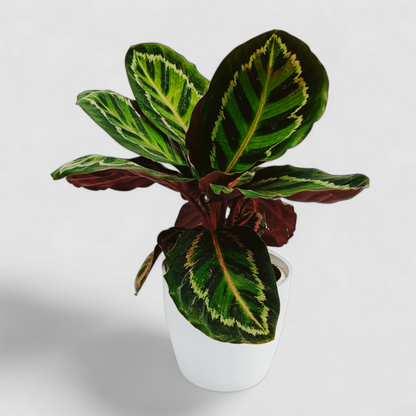 Calathea Roseopicta Illustris Plant