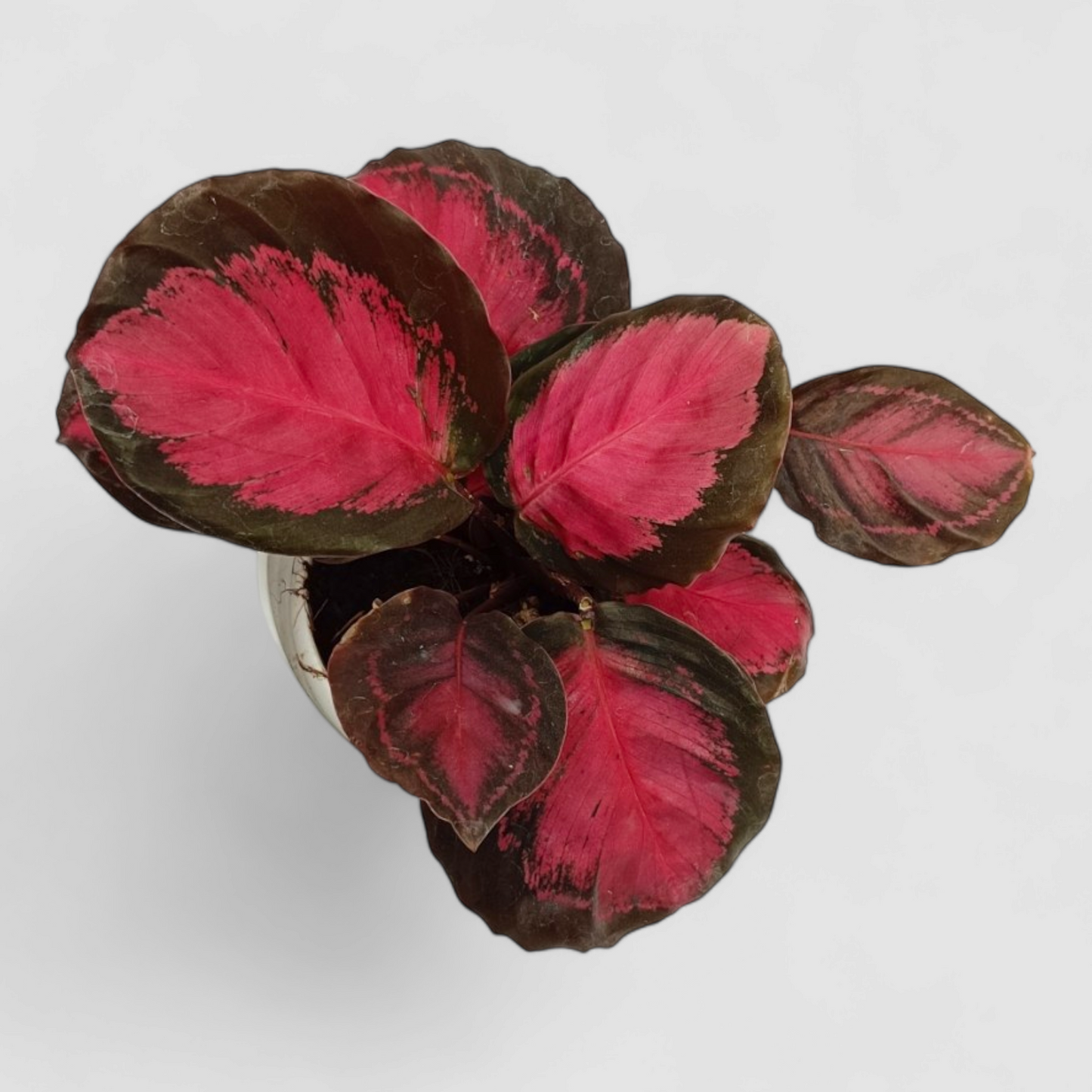 Calathea Roseopicta Rosy Plant