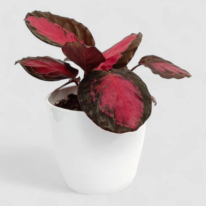 Calathea Roseopicta Rosy Plant